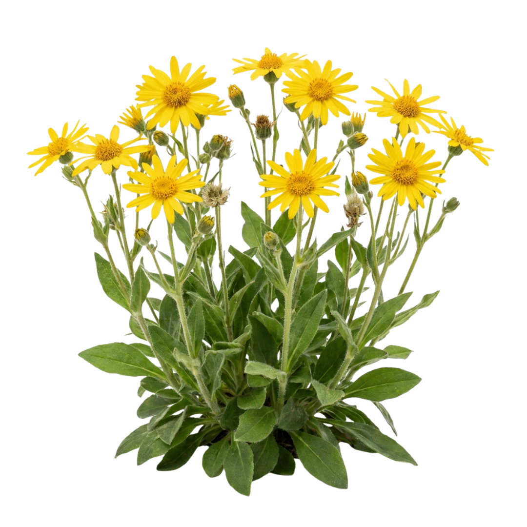 Bright yellow Arnica montana flowers