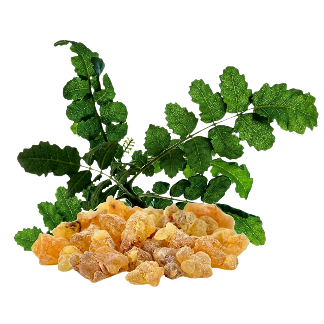 Golden Boswellia serrata resin pieces (frankincense)